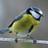 Blue Tit