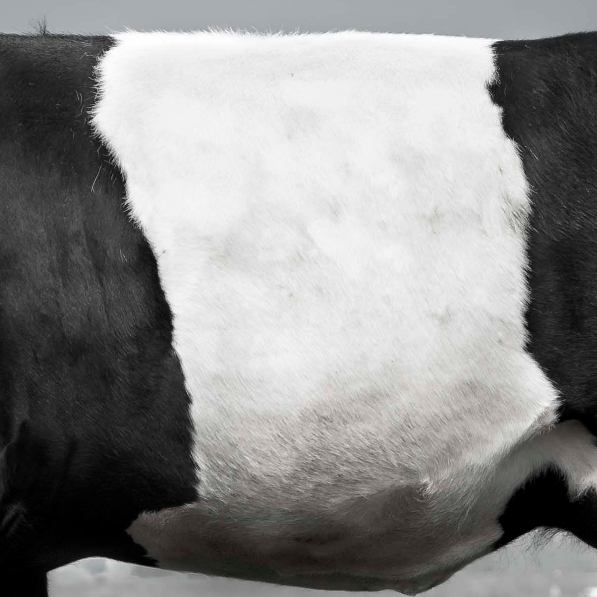 lakenvelder's profile picture. Mals en smaakvol Lakenvelder rundvlees verkrijgbaar in restaurants in de Ijsselstreek