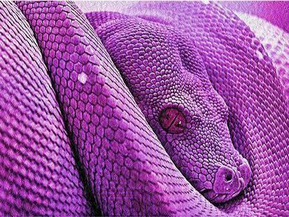 purple :}