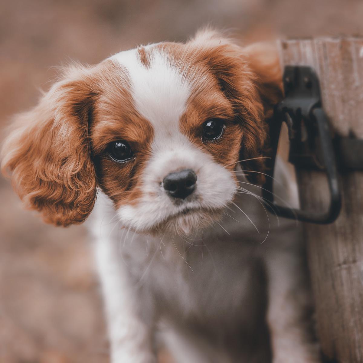 First class, careful and comfortable grooming. Dog Grooming for Felixstowe pampered dogs. Make an appointment today on 01394766672