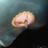 DienerDieter's profile image