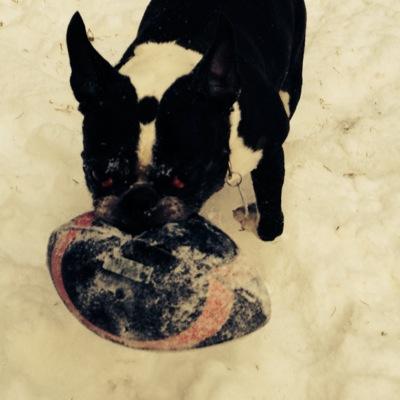 #Toronto #Vote #Peace #Puppy #Art #Parks #Doggiest #ToPoli