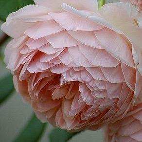 MaureenMcKain's profile picture. 