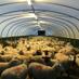 Allan (@agpolytunnels) Twitter profile photo Allan (@agpolytunnels) Twitter profile photo