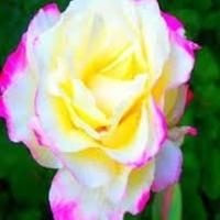 ابو علي (@shirl7om) 's Twitter Profile