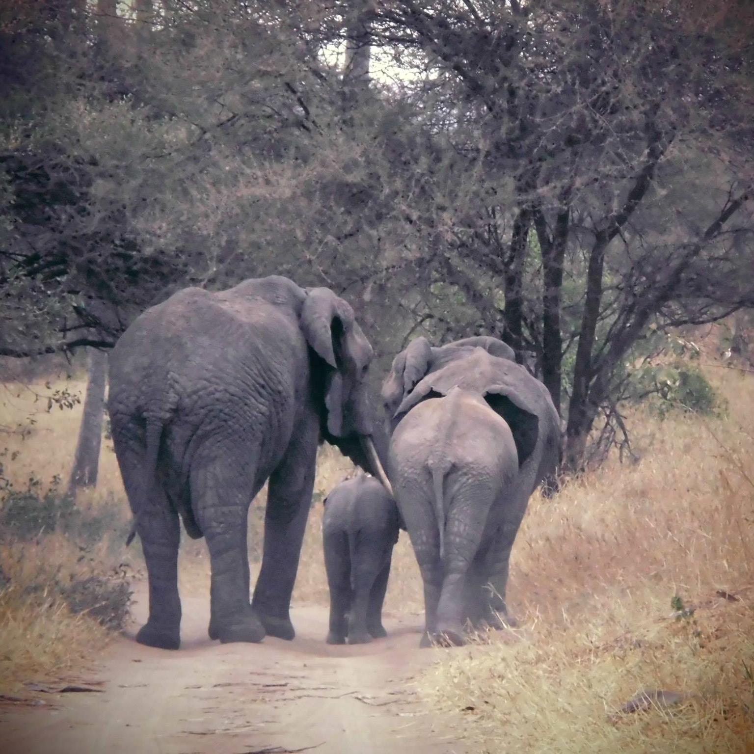 terrapinsafari's profile picture. 