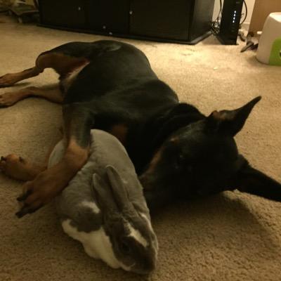 challal_hallal's profile picture. Trying to get through life as a part time student and worker. I have an amazing dog and two loving rabbits.