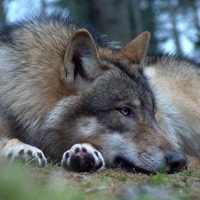 SanyaPlatina's profile picture. 