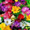 Monti bagwan (@011f1fb4973c419) Twitter