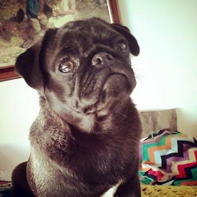 my name is Maggie
im 6 months old and im merlins gurlfriend :) I'm a very happy girl I live with my family in Wales and Iove PUgfest and Jemimas place