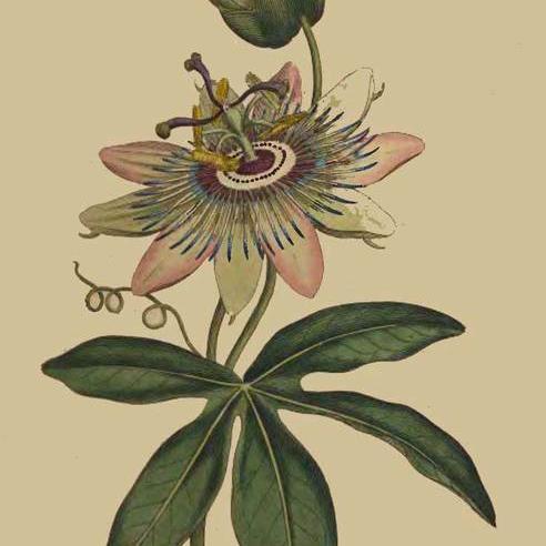 info4npn's profile picture. 