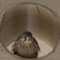 TARO-Y (@kooth) 's Twitter Profile
