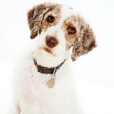 MarkGwynne's profile picture. 2 smart sons, 1 fantastic wife and a Spanish water dog