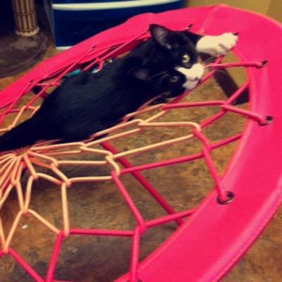 unikitty3000's profile picture. hi, im sportster. i love sleeping and attacking mice. my goal as a kitty is to get lots of fallowers. meow, sportster.