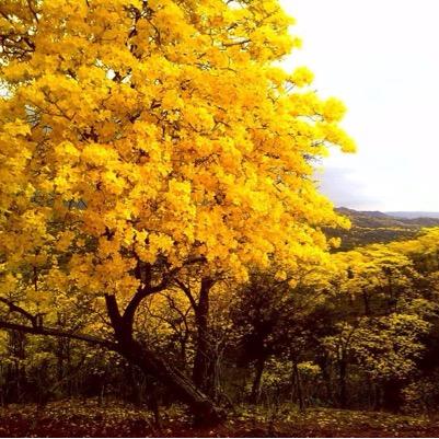 carlosemiglia's profile picture. Pediatria