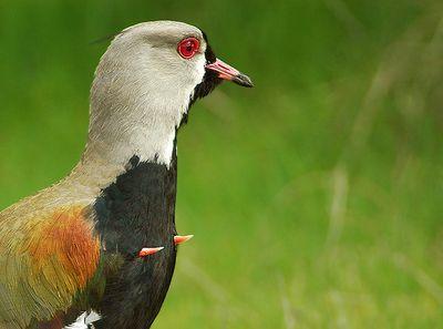 queltehue76's profile picture. Pájaro con garras, sobrevuelo el cielo de Madrid, vivo sin fanatismos que me cieguen y no me dejen ver .... Aún no se que quiero ser de mayor ....