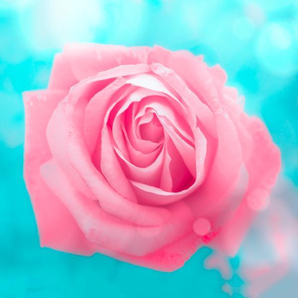 FloralCases's profile picture. 