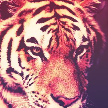 An independent publishing collective dedicated to the production of small run and limited edition books from underrepresented voices in lit and art. RAWR!!