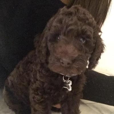 Hi luvs my name is Sirius & im the newest member of the Grande family♡