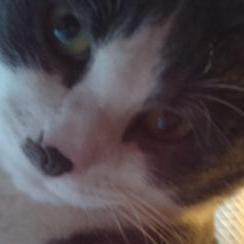Oscar and Stella takin' selfies all day.