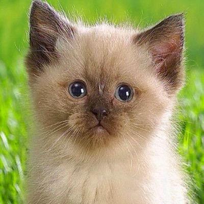 i love piggys and kittens