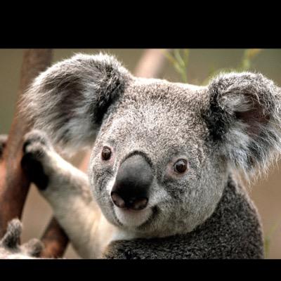 CoolVaessen's profile picture. I Love hamsters