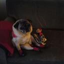 Cheryl Kaufman - @AugiPug - Twitter