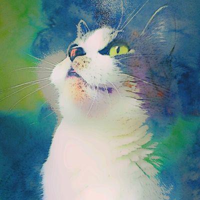#crazycatlady #animalwelfarecampaigner #vegan #crueltyfree #adopt #rescue #neuter