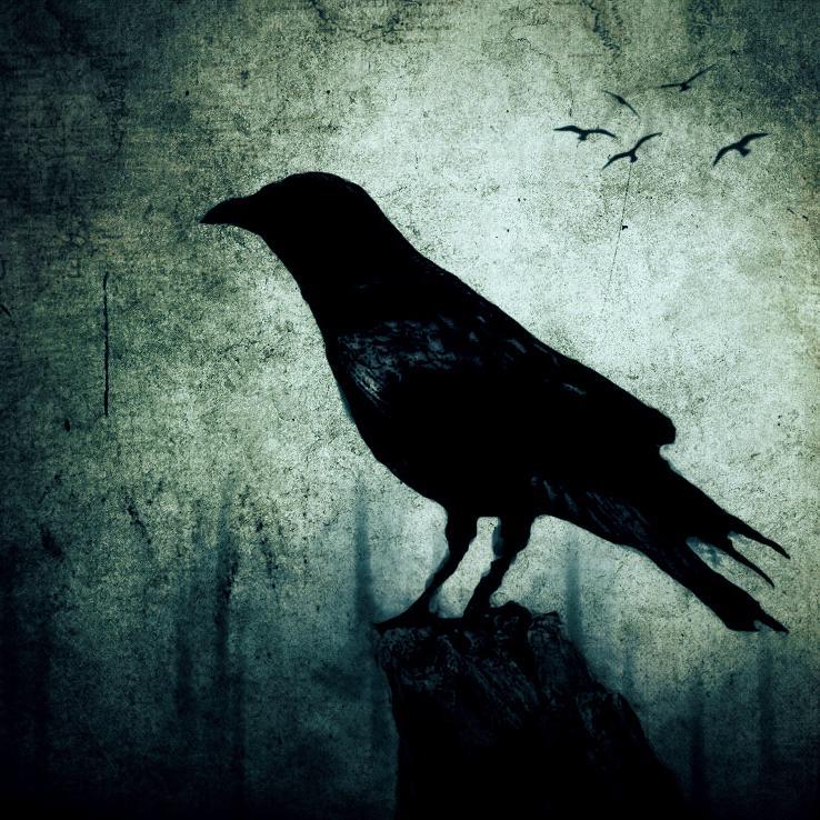 nightkr0w's profile picture. life, nlhe, ofc, coronas (!!!beer!!!), true detective