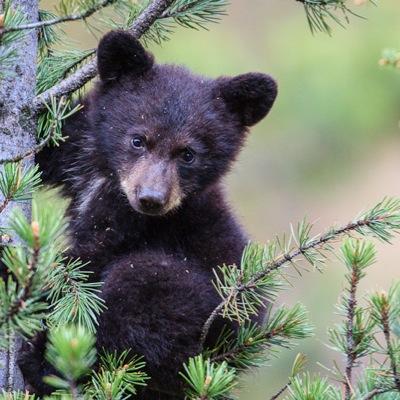 ghsprom2k15's profile picture. 