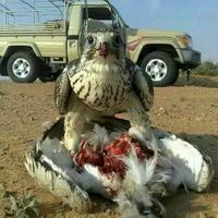 عدنان  (@adnin664) 's Twitter Profile