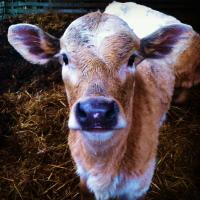 Wade Cammack (@cammack_wade04) 's Twitter Profile