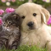 megaleyris's profile picture. Licenciada en Educación