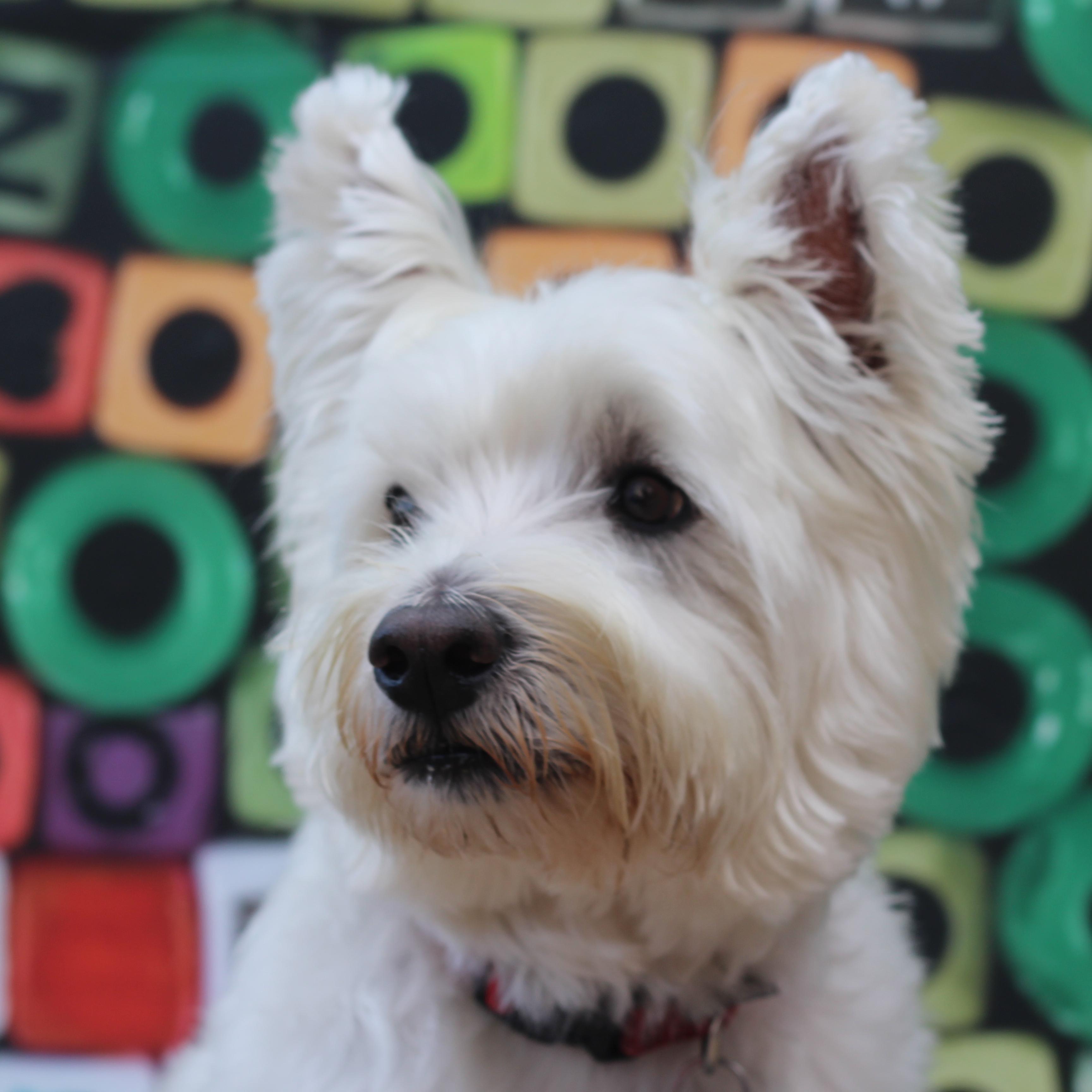 WestieGeorgeC's profile picture. 