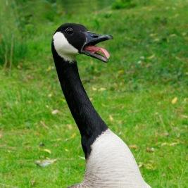Goose Profile