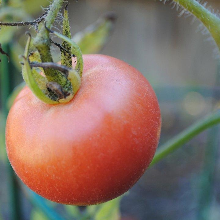 3FriendsGarden's profile picture. One Neighborhood: Three Gardens & growing!