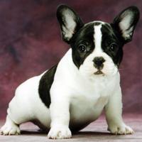 French_Bulldog (@french_bulldog4) Twitter profile photo