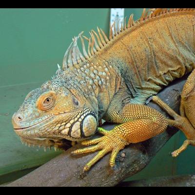 The best place to buy, trade, and sell reptiles! Open 9am-3pm Next show: Feb 20th 2016.. See our website for complete list! Like us on facebook!