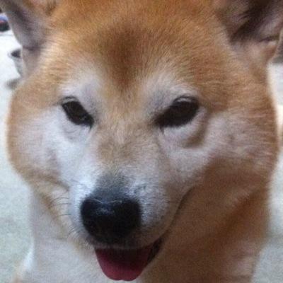 令和2年度司法書士試験合格です。基本的にほのぼのとしたことしか呟かないです。
