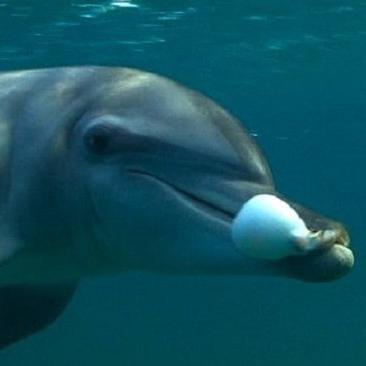 Daughter of Bucky, born in captivity, interactive Dolphin brings in Big Buck$ & voicing for abused animals & our planet. #NoNSWsharkcull #Removethenets