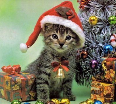 alexia_sasso's profile picture. 