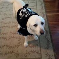 Penny Herris-Vizenor (@pviz) 's Twitter Profile