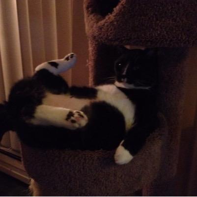 Themitchellcats Profile Picture