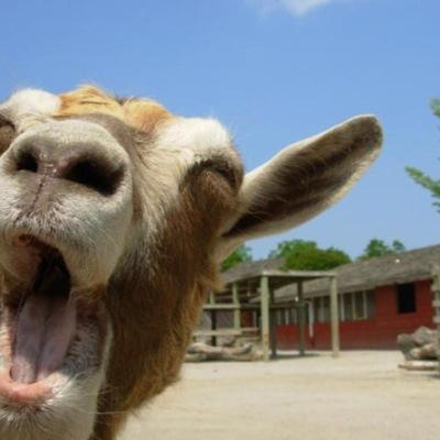 It quotes ma goats.