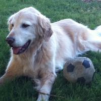 Nicole (Aspiring Polymath) (@nfreim) 's Twitter Profile