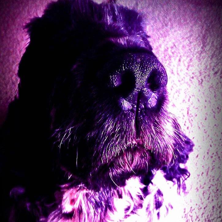 ThisMeBob's profile picture. Hi is name Bob. I am dog i think