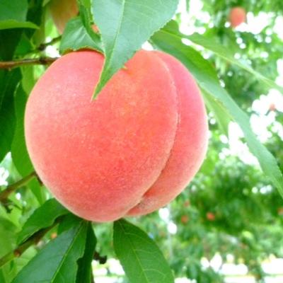 pitchipichi's profile picture. 音楽記録用