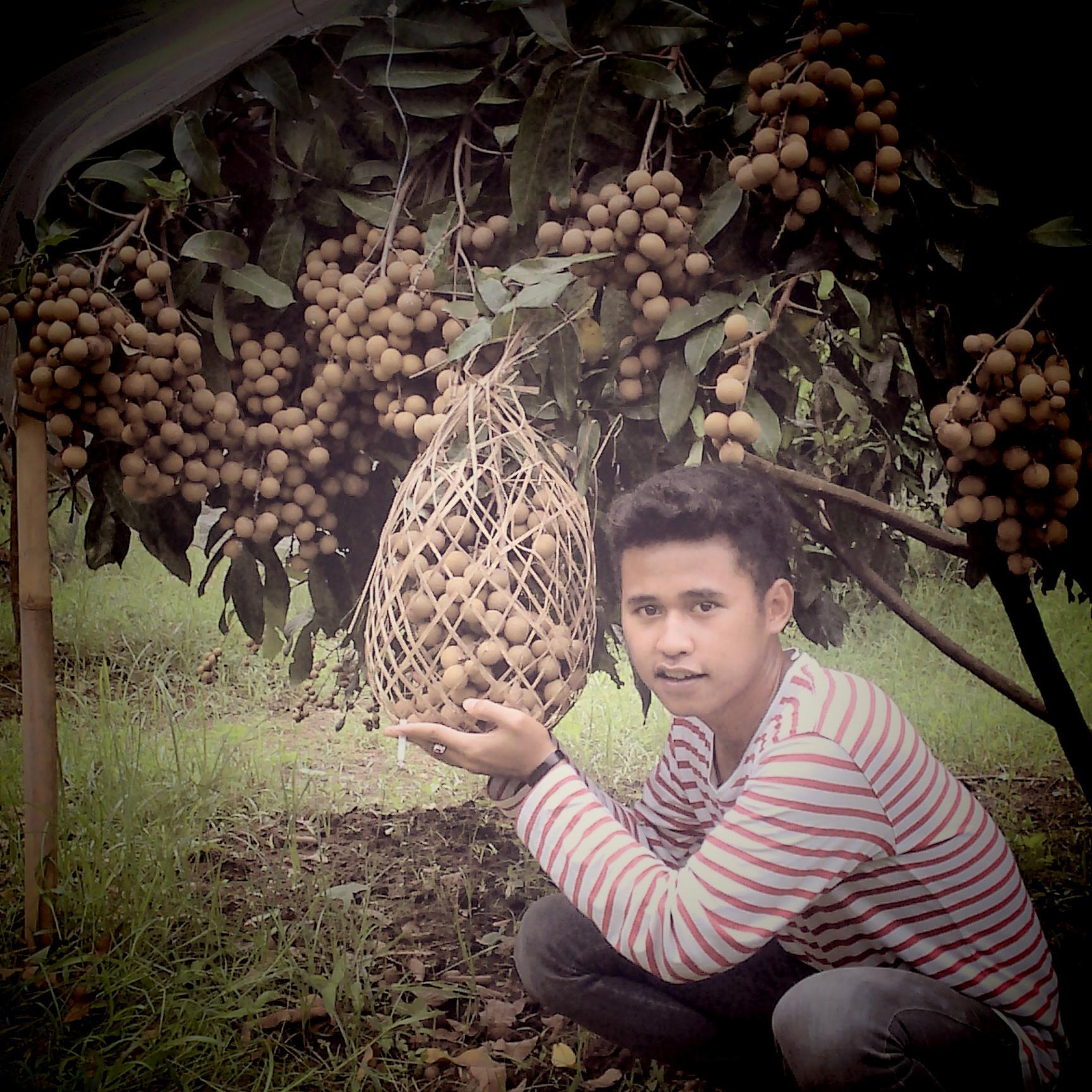 bibit_buah's profile picture. menjual aneka bibit buah