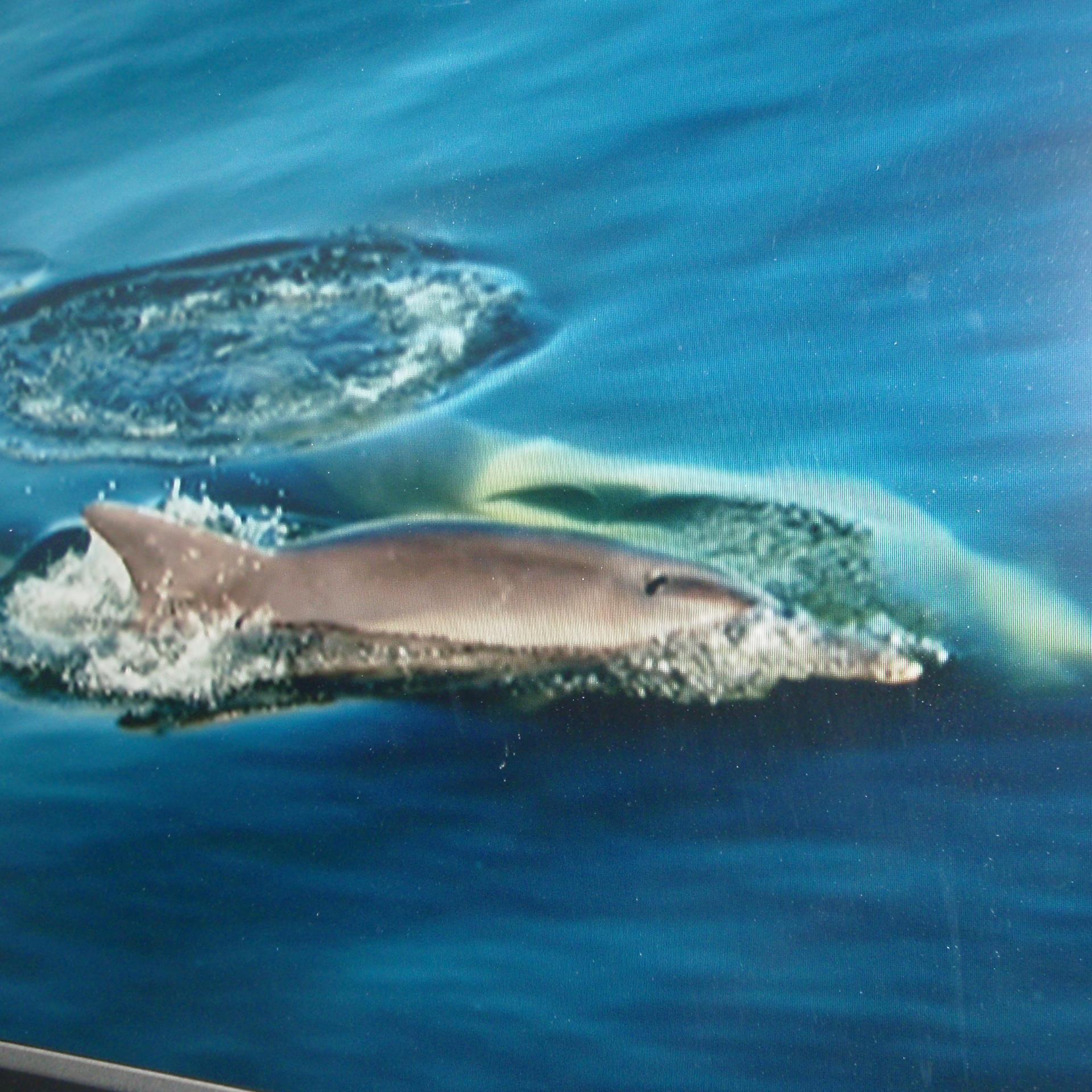 wittertwitta's profile picture. ask me...