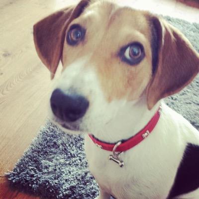 Jackabee Jack cross Beagle loving life, beef, chicken, gravy bones and my family